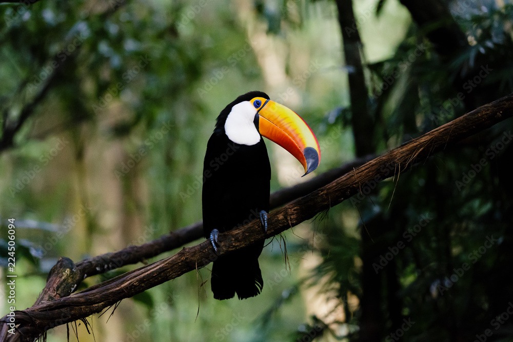 Naklejka premium Ramphastos toco