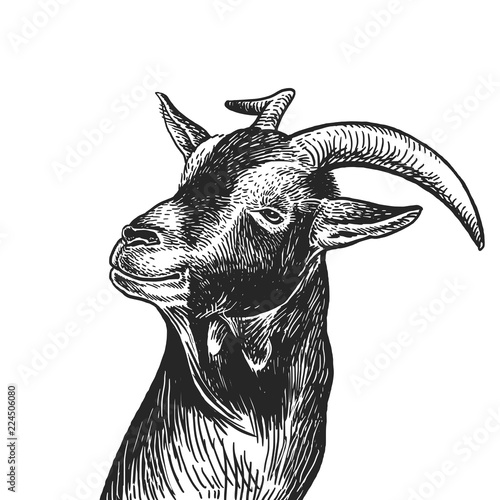 Realistic portrait of farm animal Goat. Vintage engraving. Black and white hand drawing. Vector