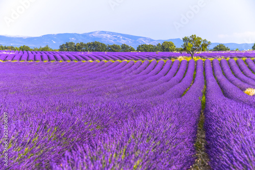 huge lavender fields to the horizon in the region around Valensole, Provence, France