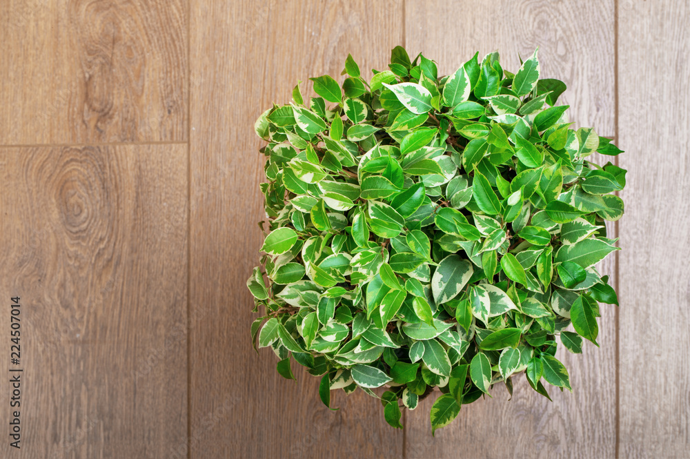 Ficus Benjamin Ficus Benjamin