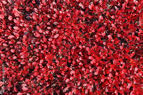 Arctous alpina. Background of plants autumn day in Yamal photo