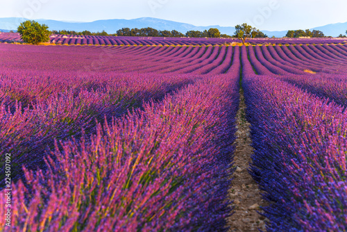 lavender fields at sunset time in the Valensole region, Provence, France, golden hour, intensive colour in evening light