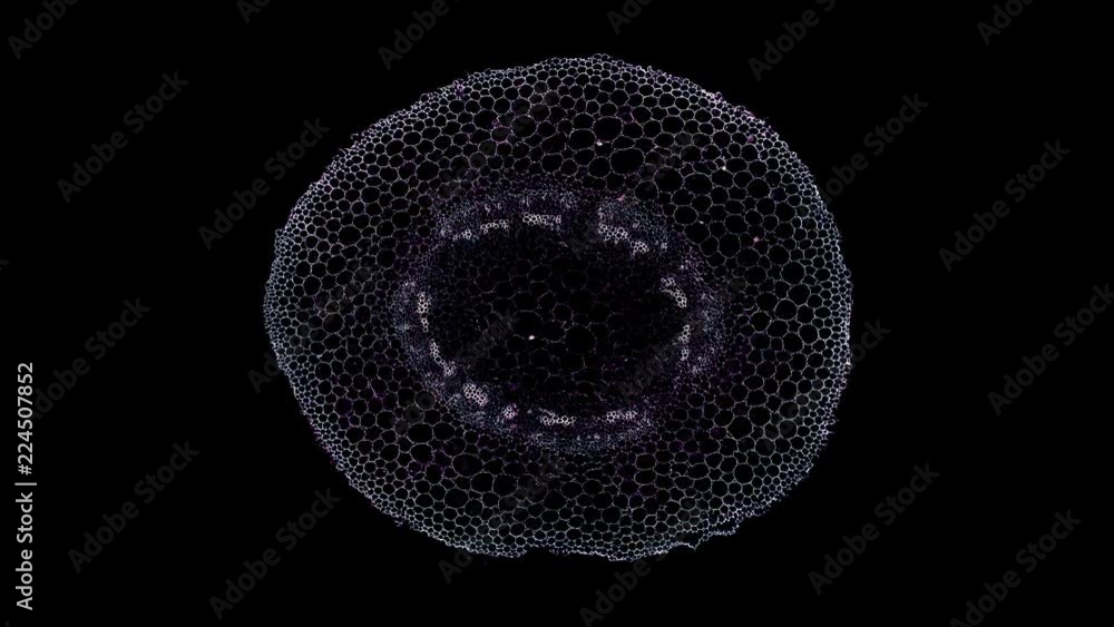 cotton root - cross section cut under the microscope – microscopic view of plant cells for botanic education cotton root - cross section cut under the microscope – microscopic view of plant cells for botanic education