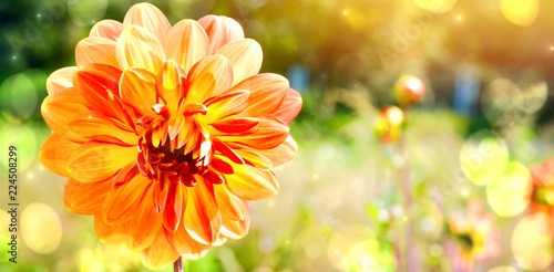Fototapeta Naklejka Na Ścianę i Meble -  Dahlien Hintergrund Panorama - Herbst - Herbststimmung