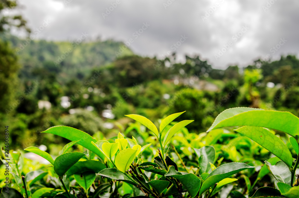 Tea leaves on the background of a plantation and a stormy sky. Nuwara Eliya. Sri Lanka.
Tea leaves on the background of a plantation and a stormy sky. Nuwara Eliya. Sri Lanka.