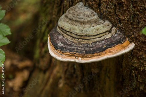 Phellinus igniarius mushroom growing a on a tree trunk bark 