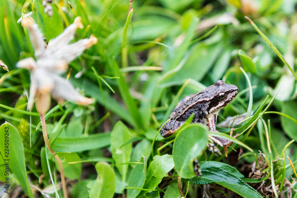 Naklejka premium frog