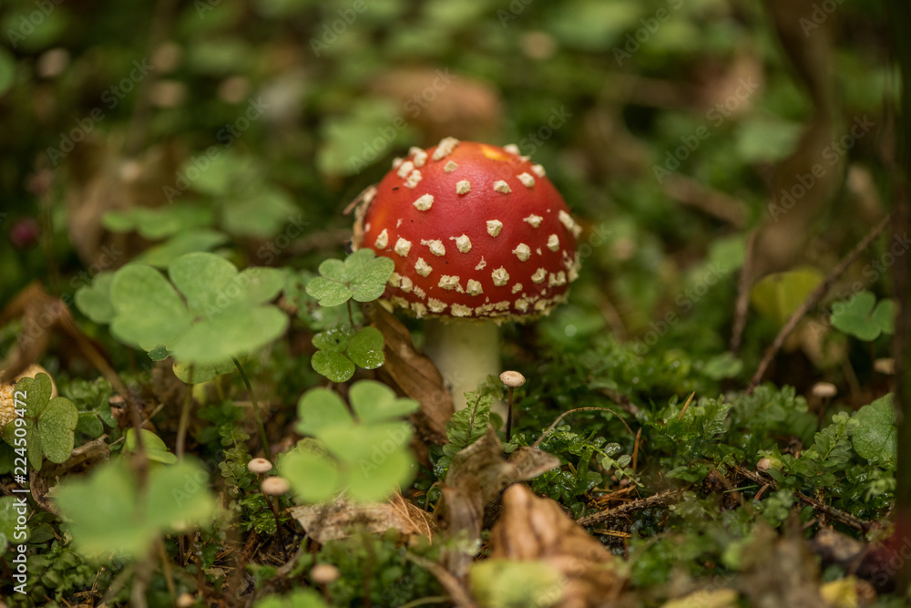 Amanita muscaria, commonly known as the fly agaric or fly amanita, is a basidiomycete mushroom, one of many in the genus Amanita. It is also a muscimol mushroom. Amanita muscaria, commonly known as the fly agaric or fly amanita, is a basidiomycete mushroom, one of many in the genus Amanita. It is also a muscimol mushroom.