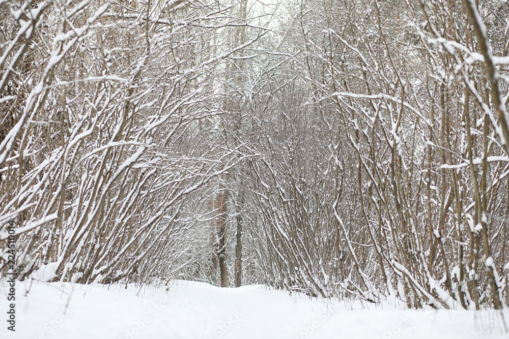 Winter landscape snow covered expanses. A park in the winter in Winter landscape snow covered expanses. A park in the winter in