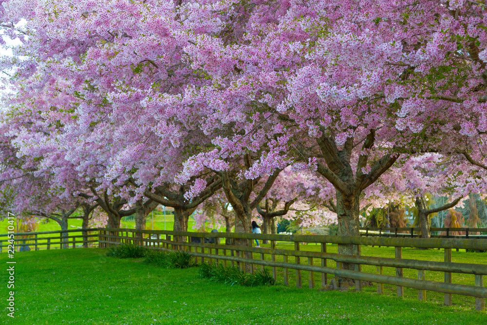 Springtime in Rotorua - Blossoms