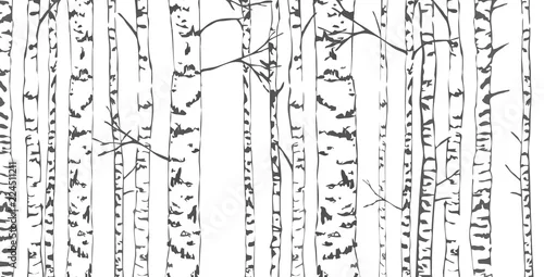 Fototapeta samoprzylepna Szkic brzozy