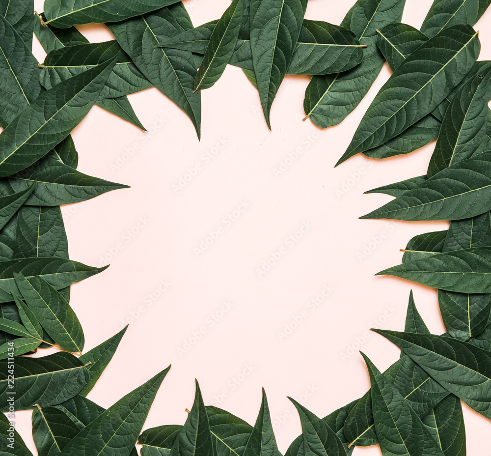 Naklejka premium Green branches on pink background. 