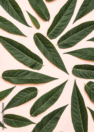 Green leaves on pink background.  