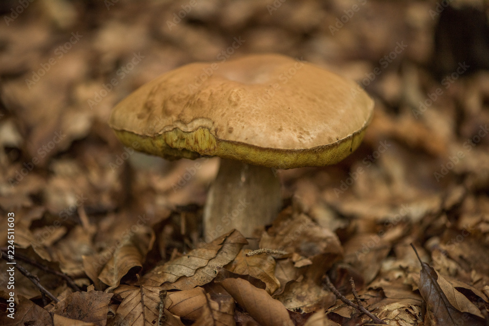 wild porchiny mushroom in a forest wild porchiny mushroom in a forest