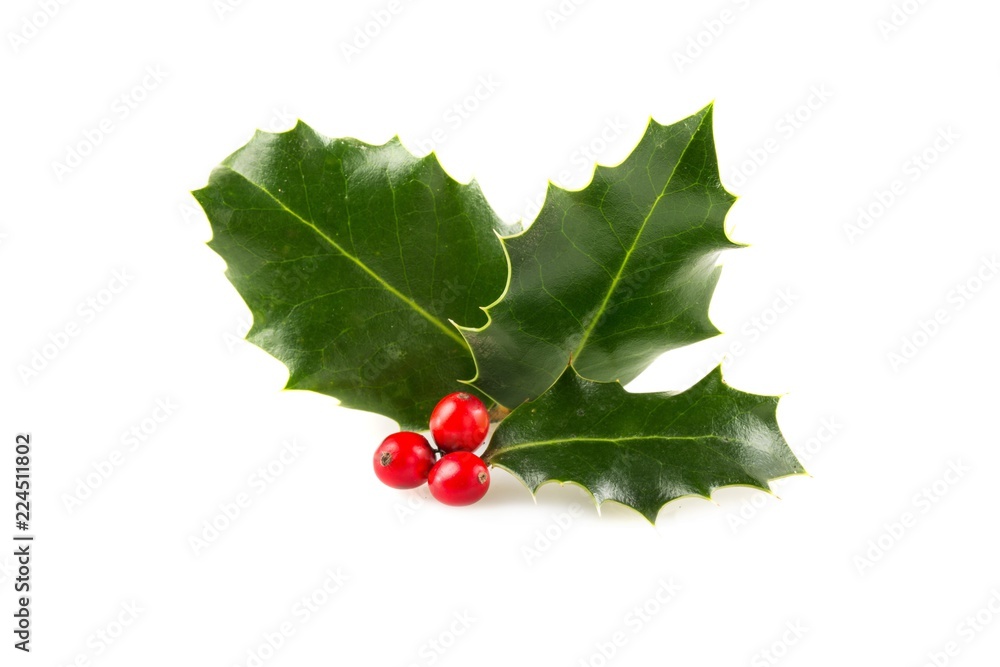 Christmas Holly Isolated on White StockFoto Adobe Stock