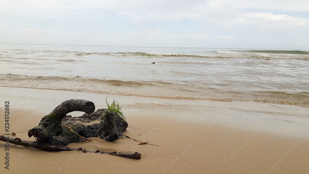 Obraz premium Palm tree branches on the shore of a beach after a storm.