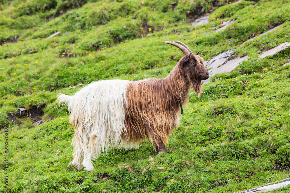 Obraz premium goat on a meadow