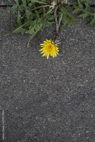 Fototapeta Naklejka Na Ścianę i Meble -  Dandelion growing as weed on asphalt
