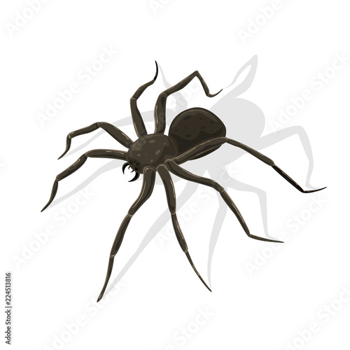 Black Spider on White Background