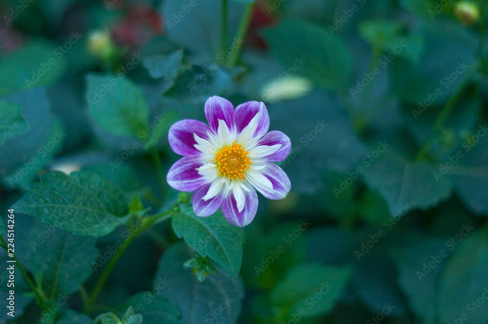 purple flower purple flower