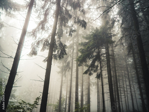 Fototapeta Naklejka Na Ścianę i Meble -  Foggy Forest after rain