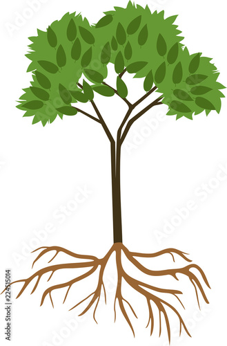 Young deciduous tree with green crown and root system on white background