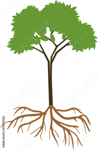 Young deciduous tree with green crown and root system on white background
