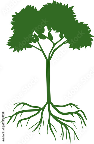 Silhouette of young deciduous tree with green crown and root system on white background