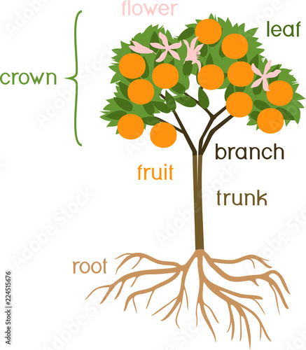 Parts of plant. Morphology of orange tree with fruits, flowers, green leaves and root system isolated on white background