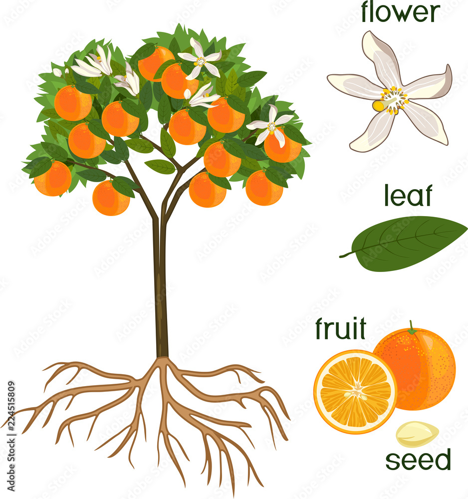 Parts of plant. Morphology of orange tree with fruits, flowers, green