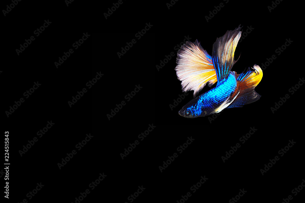 Blue bite fish, golden tail Blue bite fish, golden tail