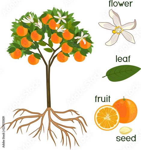 Parts of plant. Morphology of orange tree with fruits, flowers, green leaves and root system isolated on white background