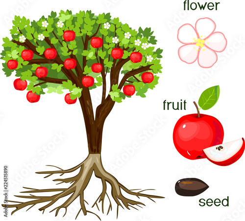 Parts of plant. Morphology of apple tree with fruits, flowers, green leaves and root system isolated on white background