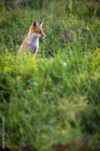 Red fox in its natural habitat - wildlife shot © lightpoet