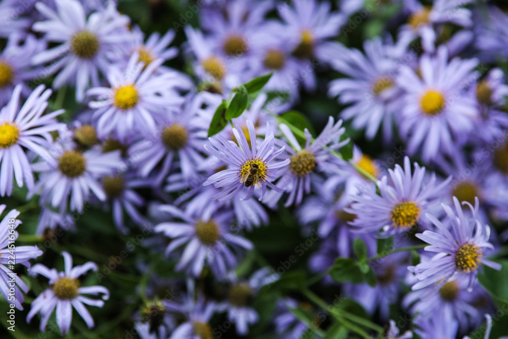 daisies daisies