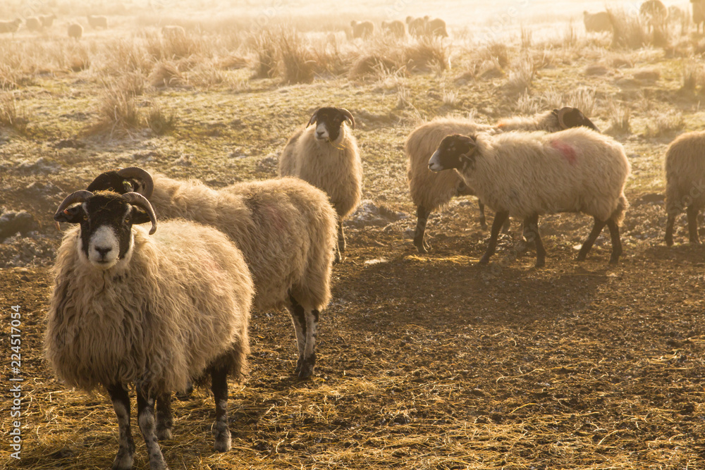 Swaledale ewes on a Northumberland moor in winter Swaledale ewes on a Northumberland moor in winter