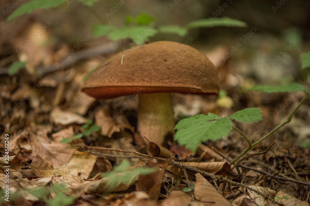Neoboletus luridiformis, known until 2014 as Boletus luridiformis, is a fungus of the bolete family, all of which produce mushrooms with tubes and pores beneath their caps Neoboletus luridiformis, known until 2014 as Boletus luridiformis, is a fungus of the bolete family, all of which produce mushrooms with tubes and pores beneath their caps