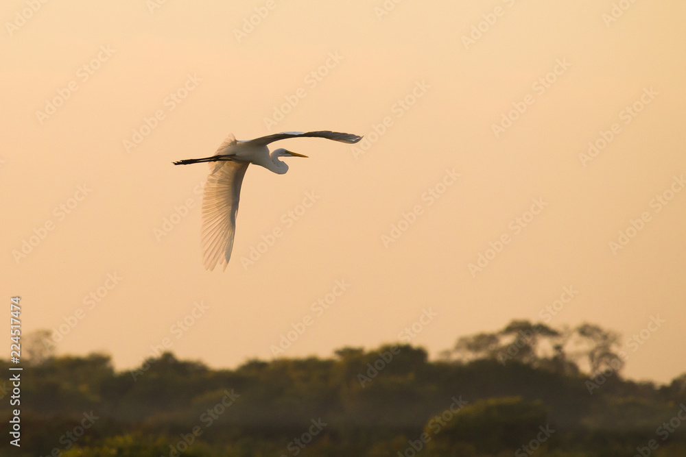 Flying Great Egret in the early morning light
