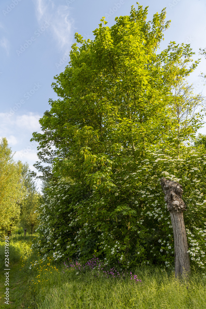 Fototapeta premium Le Parc d'Isle à Saint-Quentin (02)