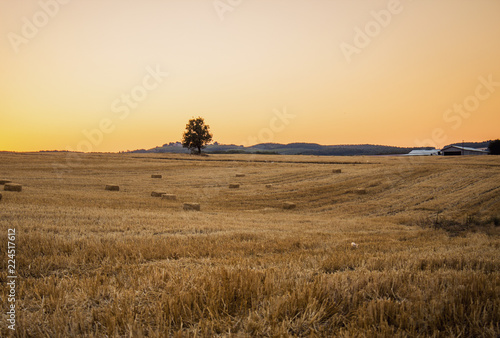 sunset in the desert