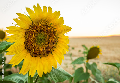 Fototapeta Naklejka Na Ścianę i Meble -  sunflower on background of blue sky