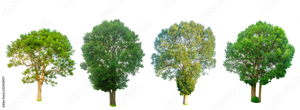 Fototapeta premium Isolated trees on white background , The collection of trees,Isolated trees of Thailand