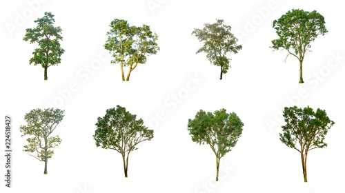 Isolated trees on white background , The collection of trees,Isolated trees of Thailand © nuttapon