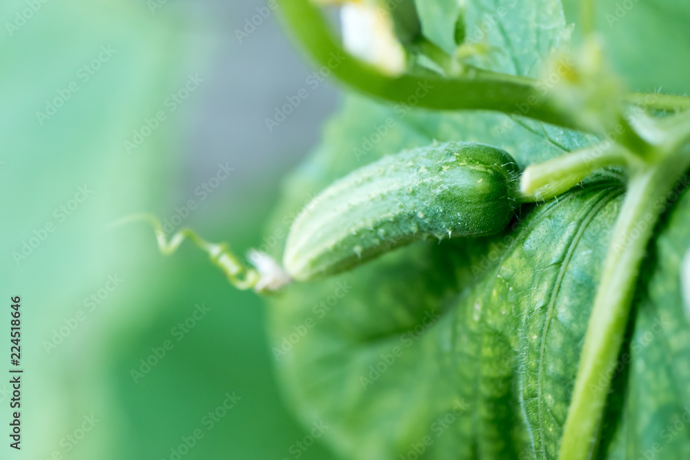 growing cucumbers in the garden. Organic greenhouse full of cucumber plants. growing cucumbers in the garden. Organic greenhouse full of cucumber plants.