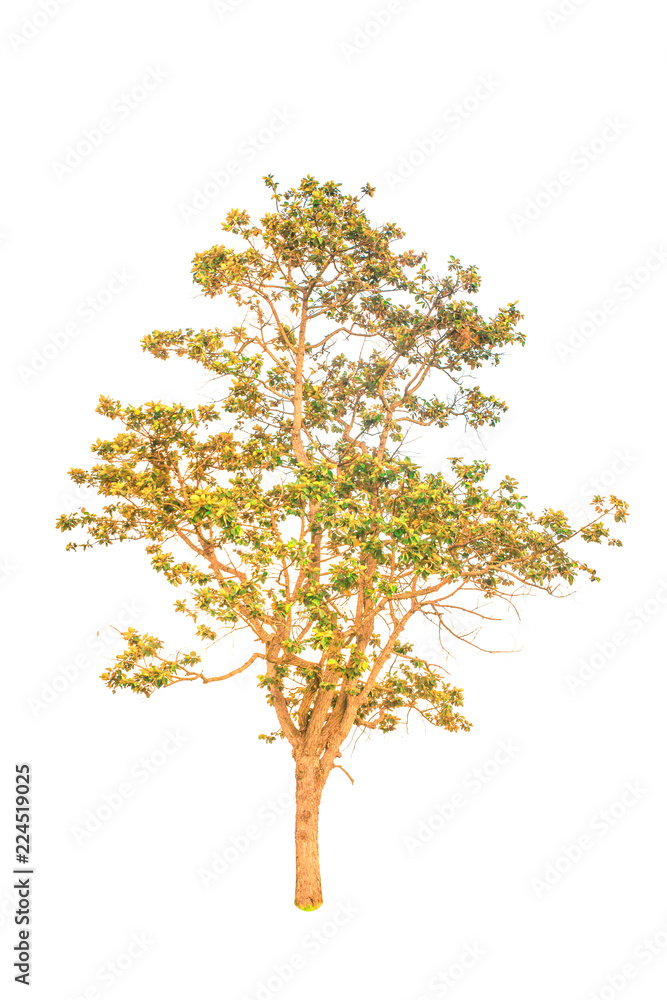 Fototapeta premium Isolated tree on white background,Isolated tree from thailand