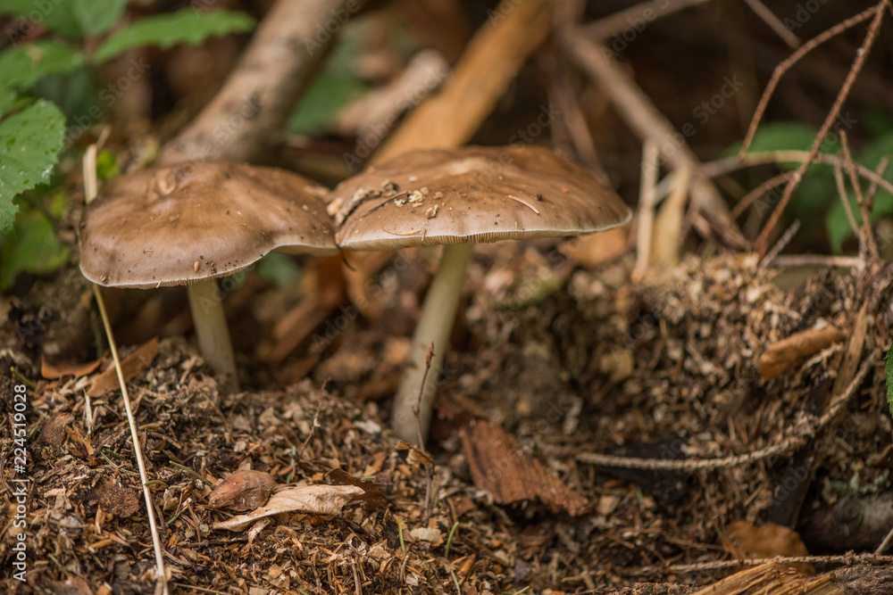Pluteus mushroom in woodland forest Pluteus mushroom in woodland forest