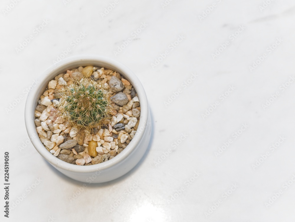 Cactus plants in white pot on white background, succulent plant with copy space Cactus plants in white pot on white background, succulent plant with copy space