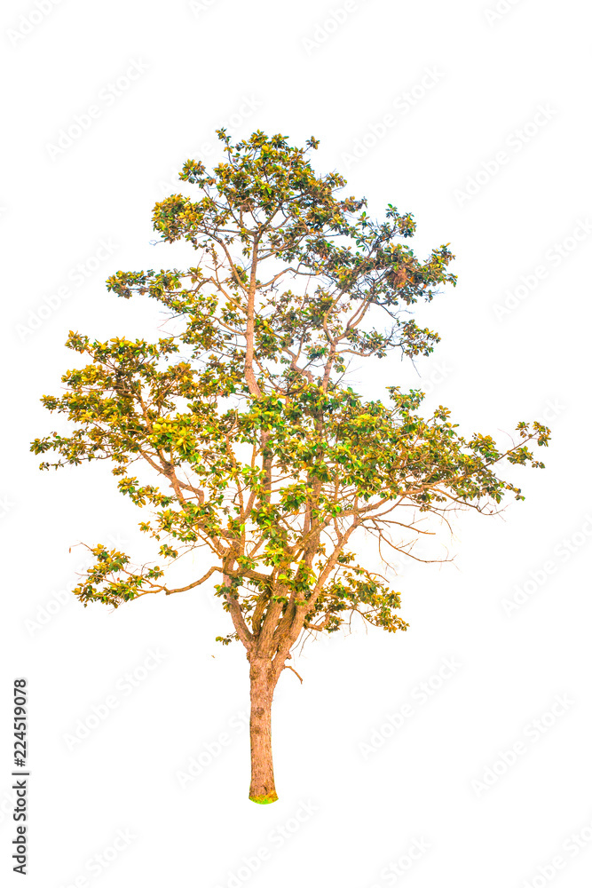 Isolated tree on white background,Isolated tree from thailand