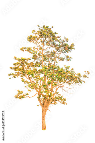 Isolated tree on white background Isolated tree from thailand