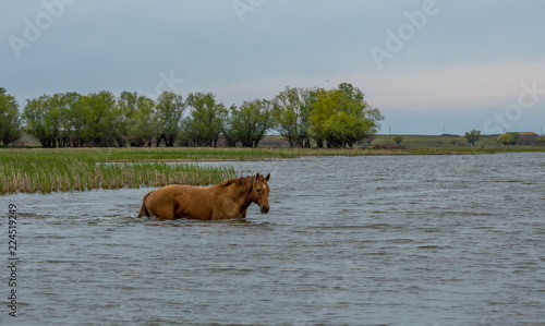 A horse swims the river. The Volga River Delta. Spring flood on the river.
